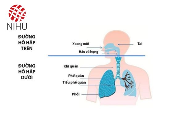 Bảo vệ đường hô hấp